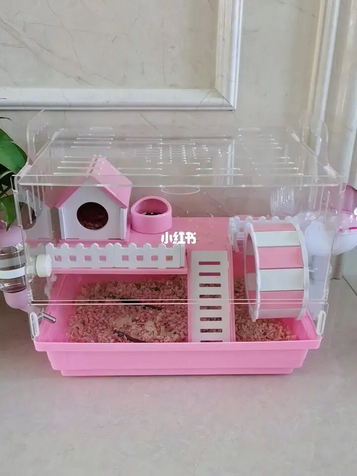 仓鼠是老鼠吗_仓鼠吧_雪球仓鼠和银狐仓鼠