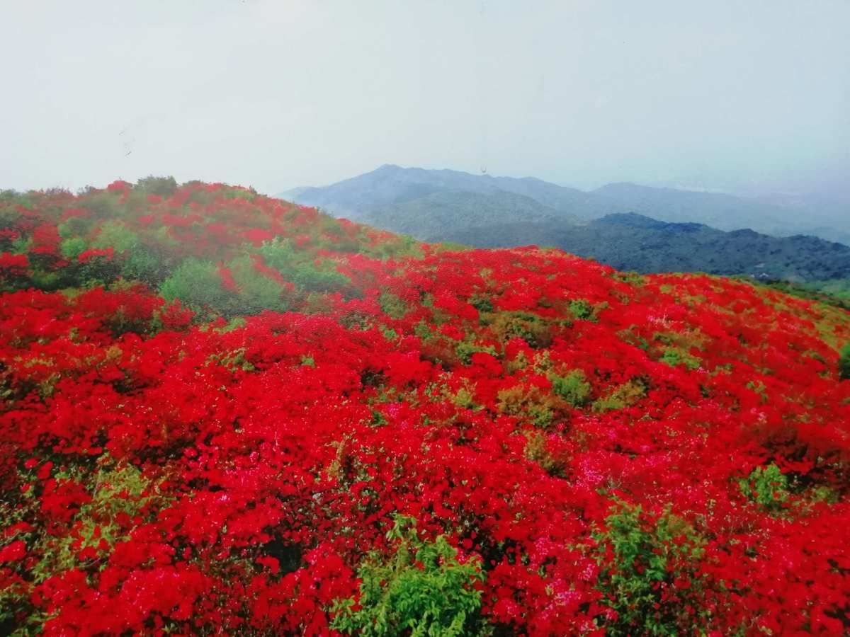 夏日红_夏日恋歌_红果果红果果红红红