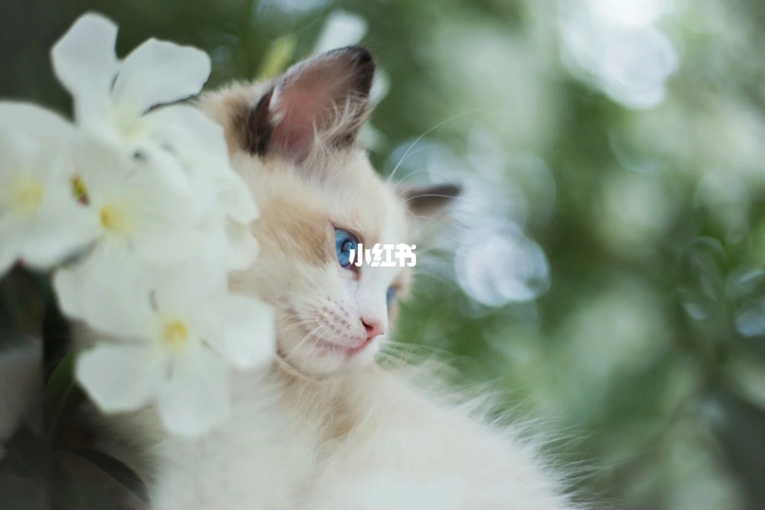 91助手苹果版官方下载电脑版_花猫画质助手10.1正式版下载_手机助手安卓版下载电脑版