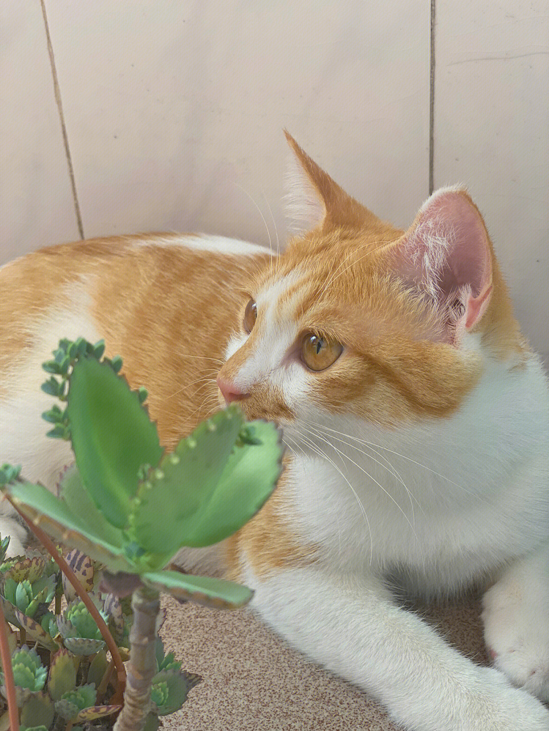 手机助手安卓版下载电脑版_花猫画质助手10.1正式版下载_91助手苹果版官方下载电脑版