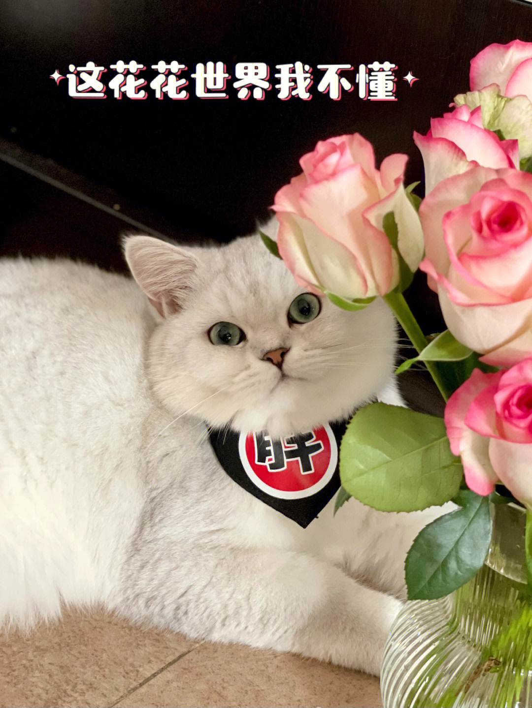 手机助手安卓版下载电脑版_花猫画质助手10.1正式版下载_91助手苹果版官方下载电脑版