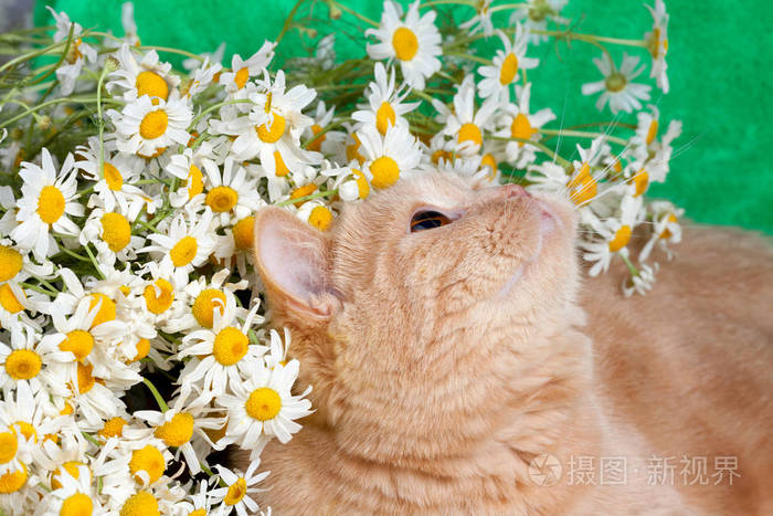 91助手苹果版官方下载电脑版_花猫画质助手10.1正式版下载_手机助手安卓版下载电脑版