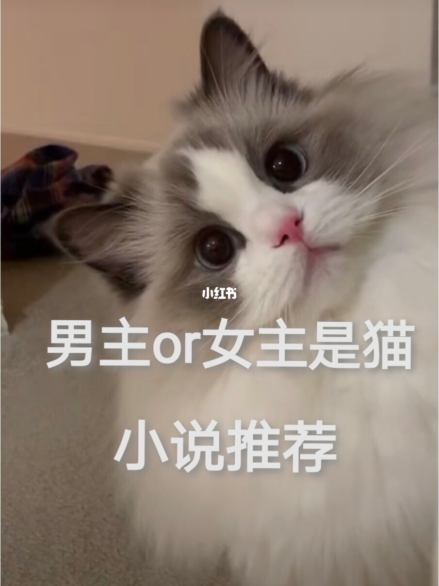 喵见是什么意思_喵见小说_喵~小说免费阅读