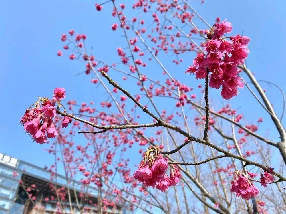 故乡的樱花开了是什么意思?_樱花花开_故乡樱花开了是什么意思