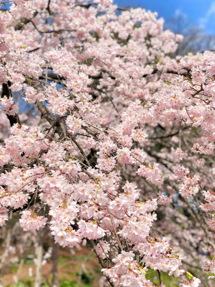 故乡樱花开了是什么意思_故乡的樱花开了是什么意思?_樱花花开