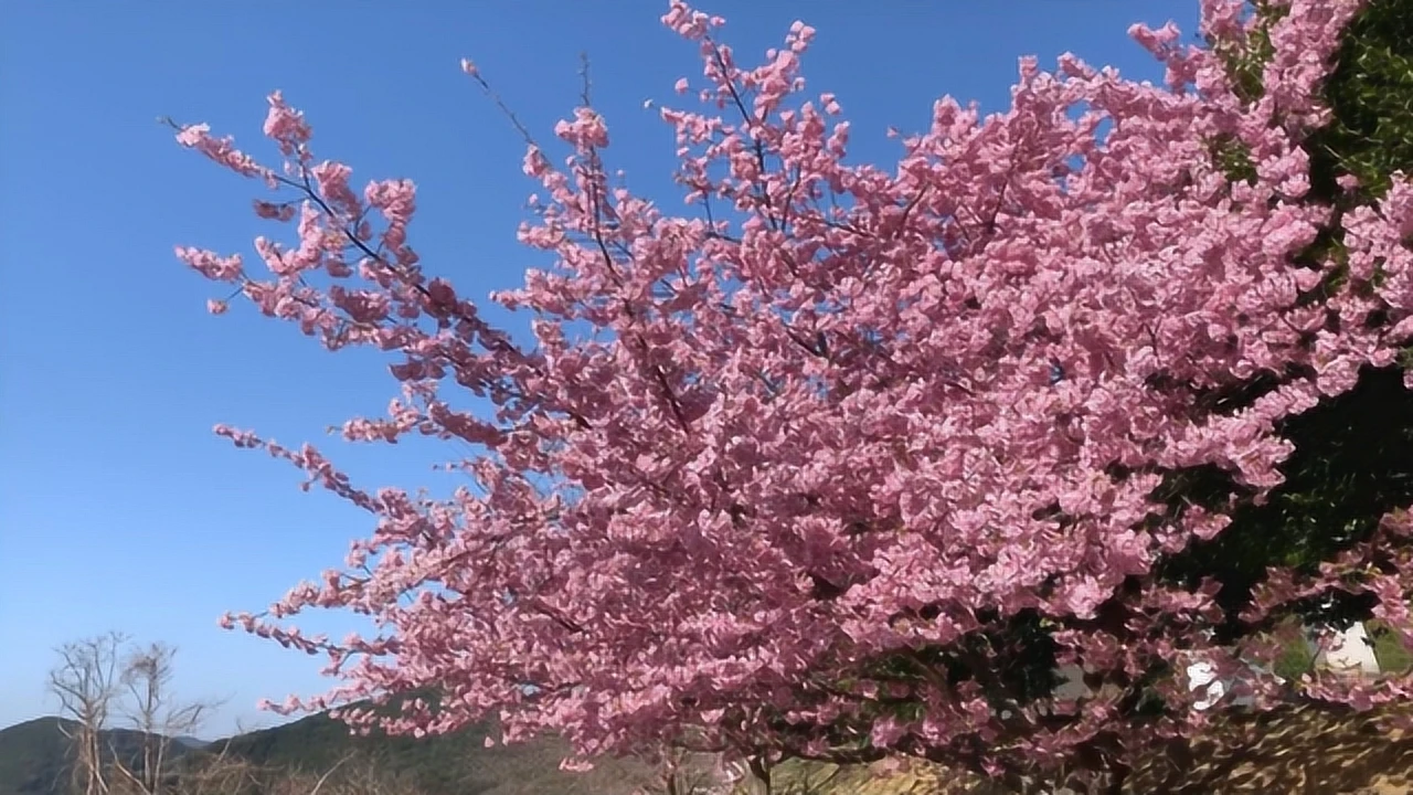 故乡的樱花开了是什么意思?_故乡樱花开了是什么意思_樱花花开