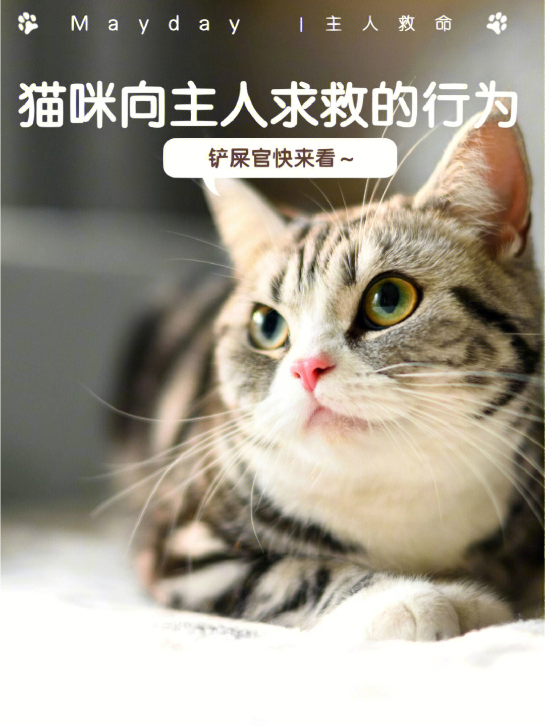 汤姆猫说话下载_说话的汤姆猫_汤姆猫说话下载安装