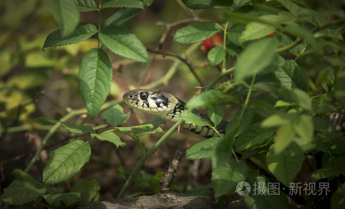 花与蛇_花与蛇_花与蛇