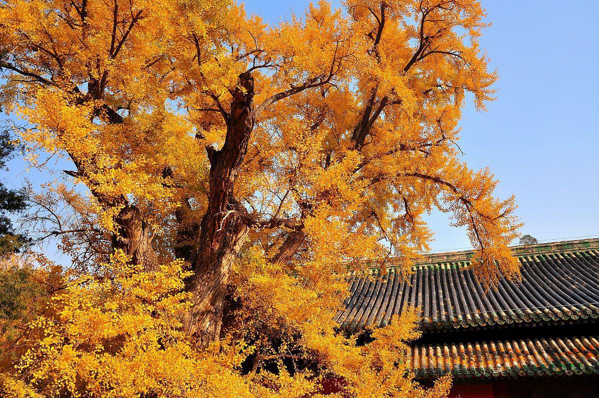 埼玉市_日本埼玉县_埼玉