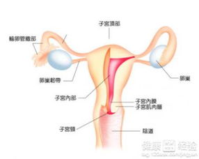 九子宫游戏,揭秘神秘宫闱中的权力角逐与情感纠葛