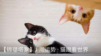 猫眼看书APP 
