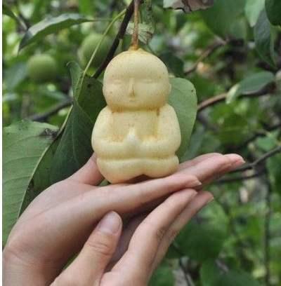 人参果娃
