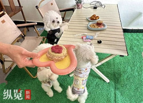动物餐厅下载正版 