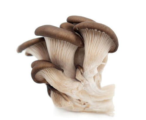 蘑菇战争2官方版下载安装 