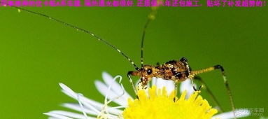 昆虫战争坦克塔防中文版手机版下载 